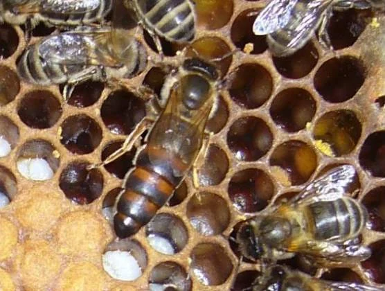 Abeja reina en panal