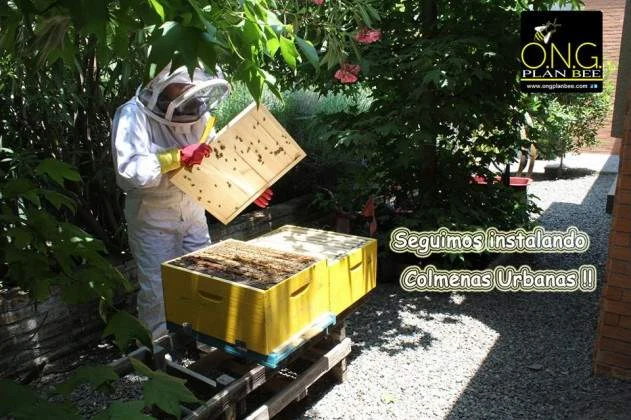 Instalación de colmenas urbanas